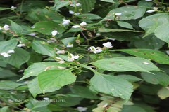 Stenosiphonium russelianum